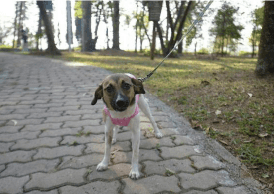 Prefeitura abre inscrições para vagas de castração gratuita de cães e gatos