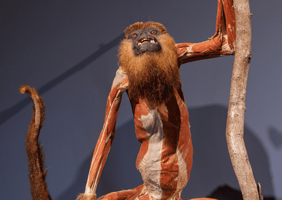 Exposição “Moradores da Floresta” em Guarulhos revela as entranhas da Mata Atlântica