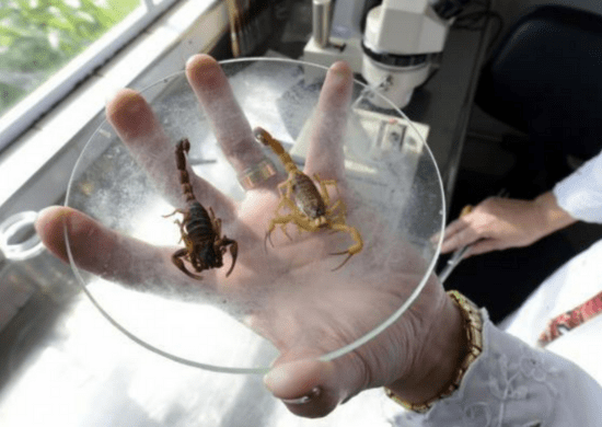 Prefeitura de Guarulhos realiza Semana Educativa contra o Escorpionismo