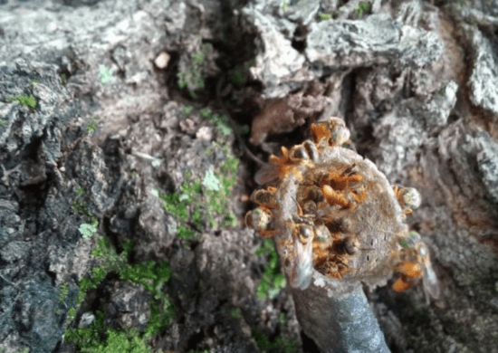 Bosque Maia recebe o 1º Encontro sobre Abelhas Nativas de Guarulhos