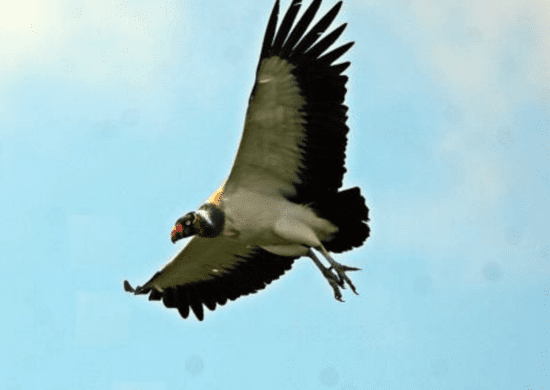 Urubu-rei é registrado em Guarulhos pela equipe de Zoológico Municipal