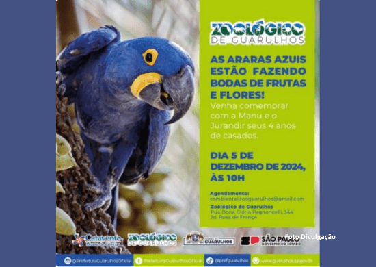 Zoológico comemora união do casal de araras-azuis e aniversário do leão Madiba