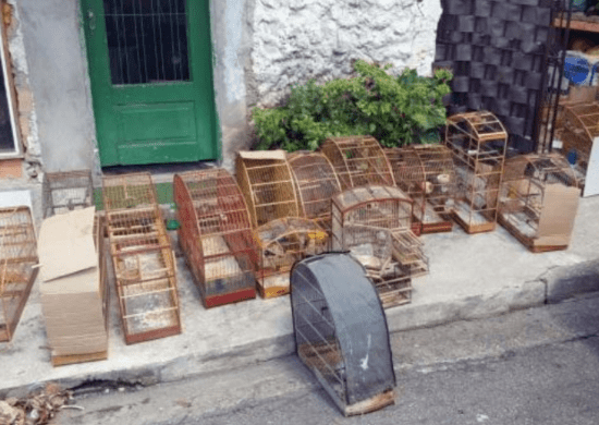 GCM apreende 23 aves silvestres em cativeiro ilegal no Parque Jurema