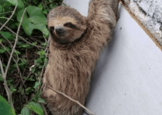 GCM resgata bicho-preguiça em situação de risco na Vila Carmela II