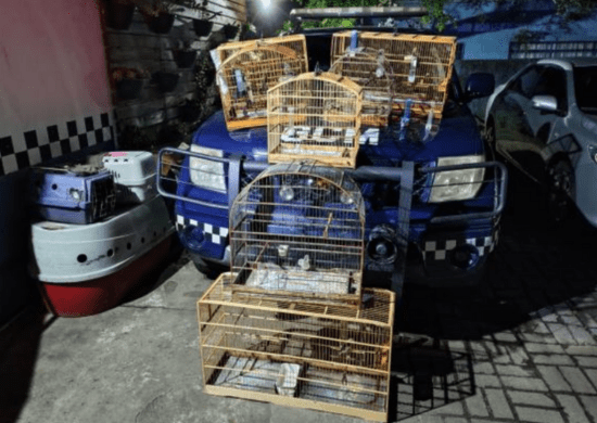 GCM resgata sete pássaros silvestres em cativeiro ilegal no Haroldo Veloso