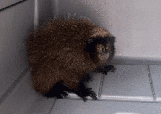 Macaco raro é resgatado por agentes ambientais em Guarulhos