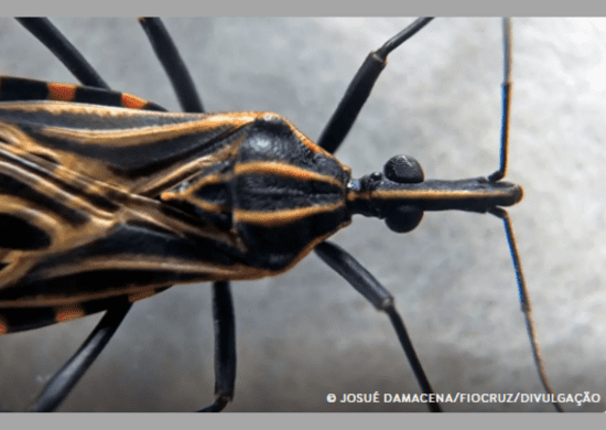 Barbeiros com parasita da Doença de Chagas são encontrados no Instituto Butantã e na USP, diz associação