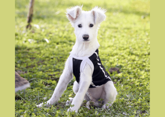 Prefeitura abre novas vagas para castração gratuita de cães e gatos