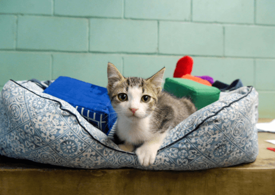 Zoo de Guarulhos realiza oficina de brinquedos para gatos domésticos