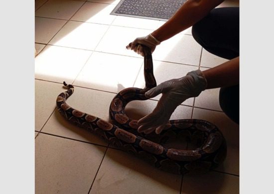 GCM resgata jiboia de 2 metros em empresa de transportes na Vila Nova Bonsucesso