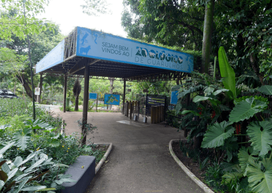 Gatinhos e Carnaval são temas da agenda de fevereiro do Zoológico de Guarulhos