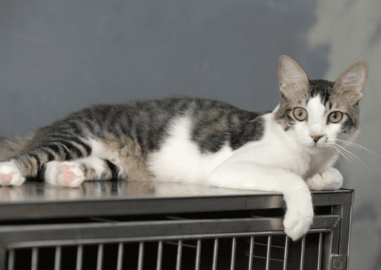 Cães e gatos castrados e vacinados esperam por adoção no abrigo da Prefeitura