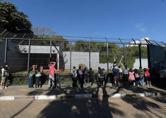 Veterinários tiram dúvidas sobre a saúde dos gatos domésticos no Zoológico