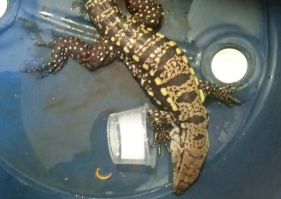 GCM resgata lagarto teiú em situação de risco no Cabuçu