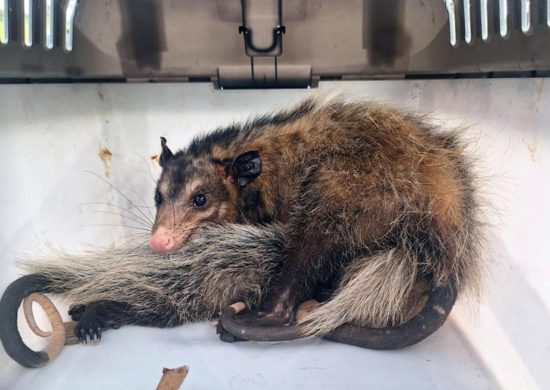 GCM de Guarulhos resgata 120 animais silvestres nos primeiros meses de 2025