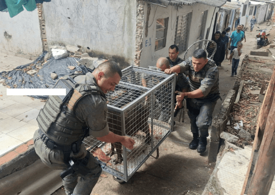 GCM resgata capivara e bicho-preguiça em áreas urbanas de Guarulhos