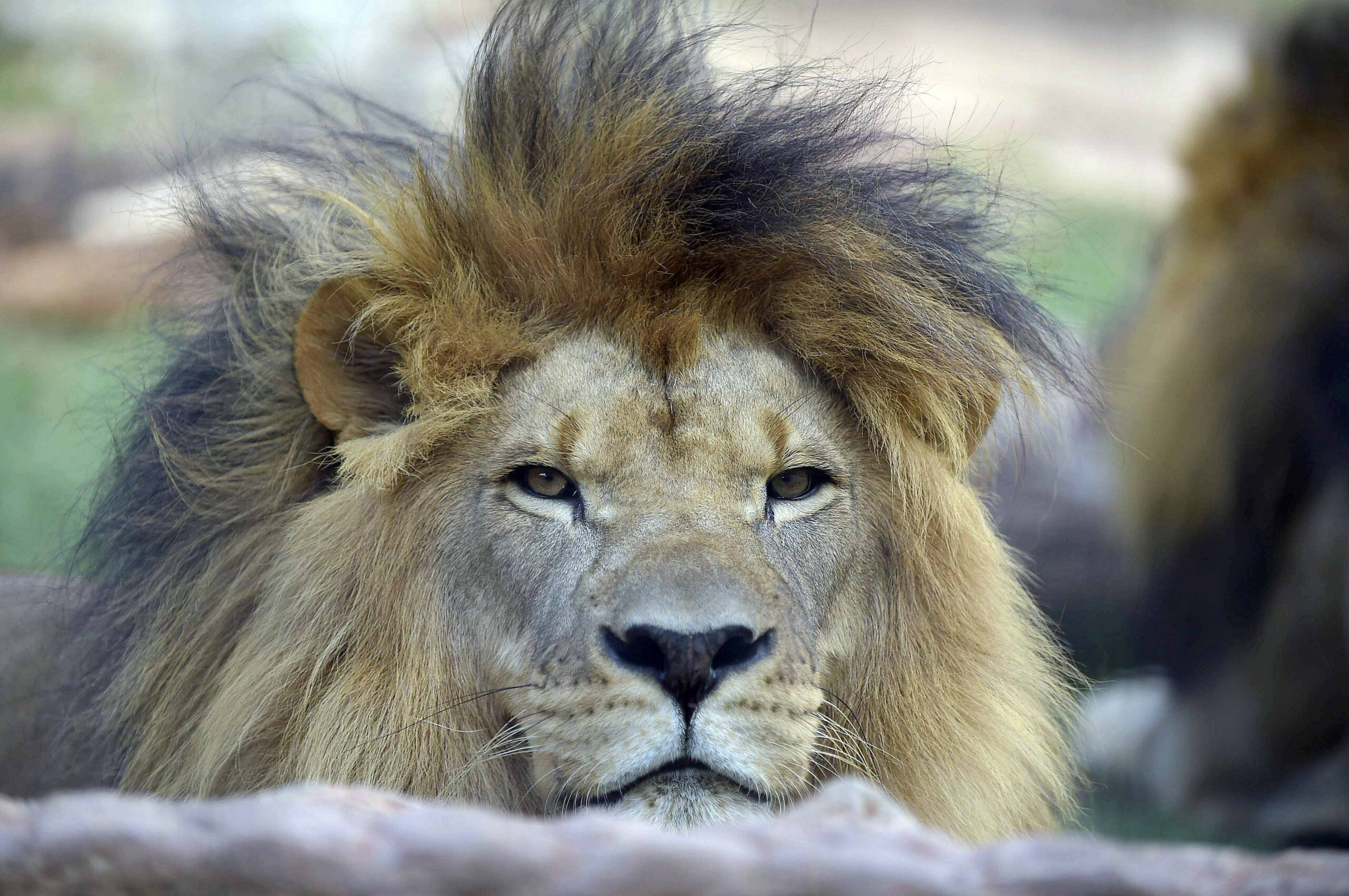 Zoológico de Guarulhos abre durante todo o feriadão