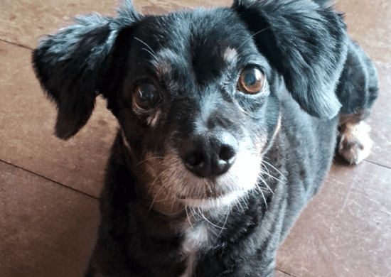 Prefeitura abre 350 novas vagas para castração gratuita e cães e gatos