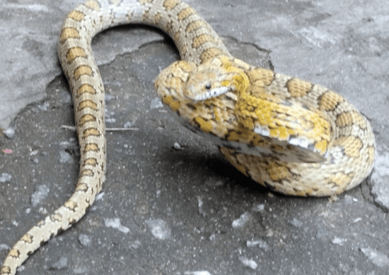 Serpente de 1,70 metro invade condomínio e é resgatada pelo Policiamento Municipal