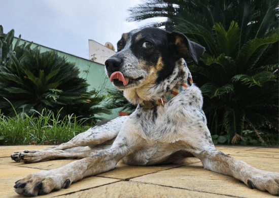 Prefeitura abre 115 vagas para castração gratuita de cães nesta sexta-feira