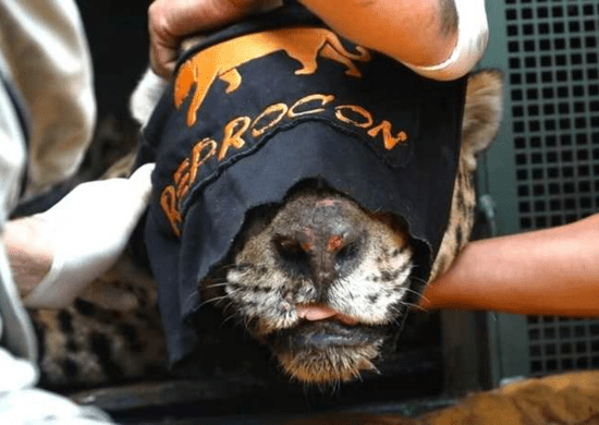 Onça que Matou Caseiro no MS Será Cuidada em Cativeiro e Ajudará na Conservação da Espécie