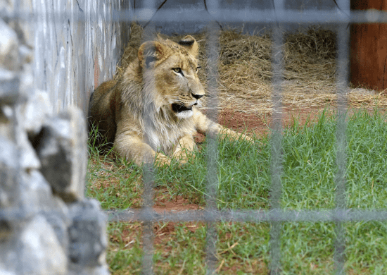 Zoológico abre vagas de estágio para alunos de medicina veterinária, biologia e zootecnia