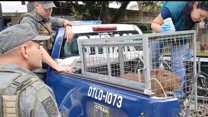GCM resgata capivara no quintal de uma residência no Jardim Fortaleza