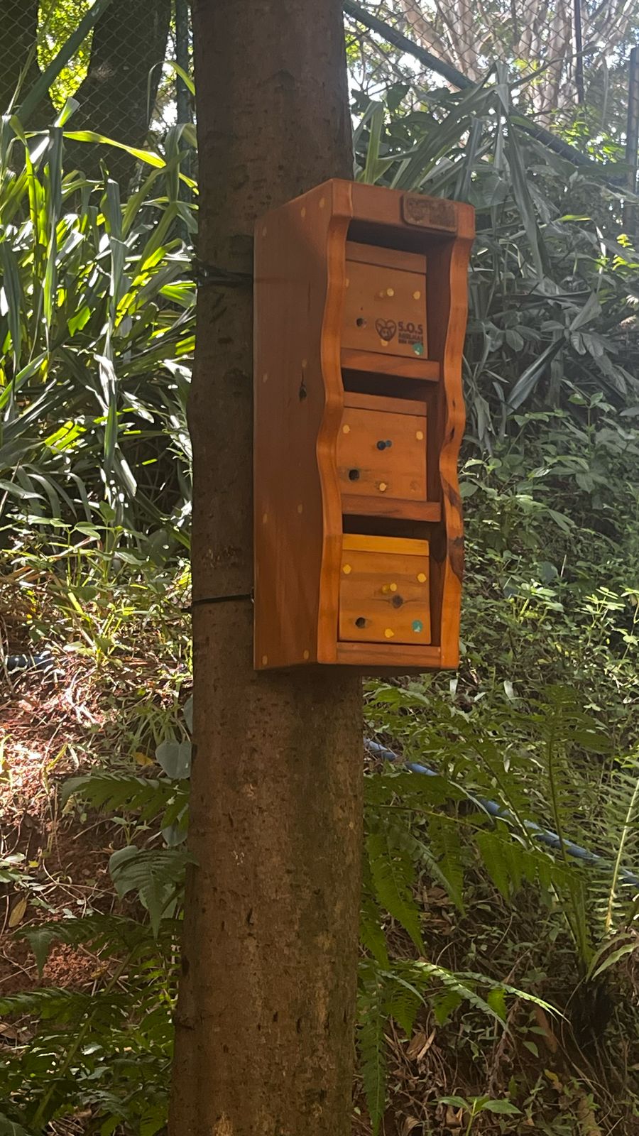 Conservação das abelhas nativas é tema de encontro em Guarulhos