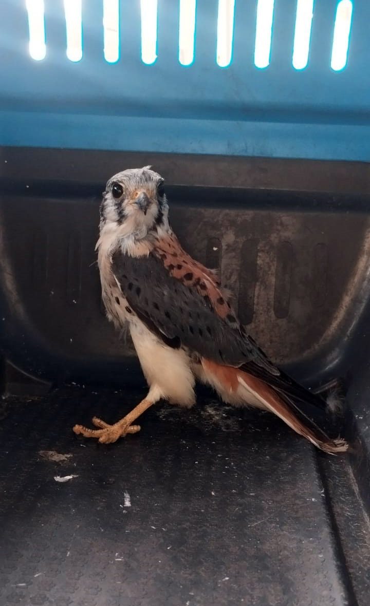 Policiamento Municipal resgata gavião-quiriquiri em escola no Jardim Adriana