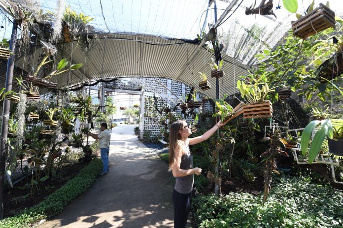 Meio Ambiente realiza oficina para ensinar cuidados especiais com as orquídeas