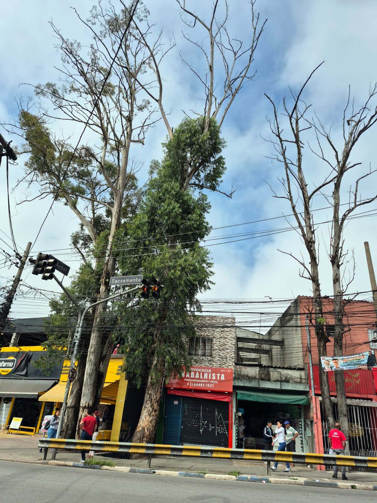 Prefeitura realiza manejo de árvores com risco de queda no Marcos Freire