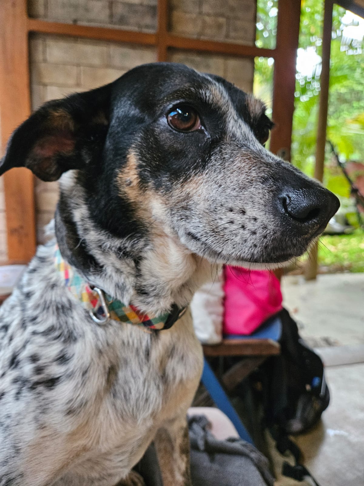 Prefeitura abre 310 novas vagas para castração gratuita e cães e gatos