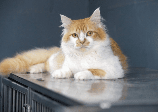 Prefeitura abre 310 novas vagas para castração gratuita e cães e gatos