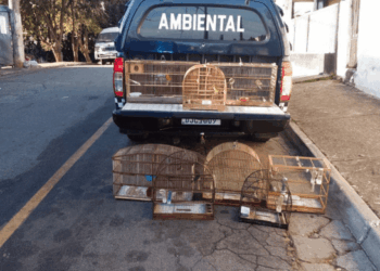 GCM prende homem por crime ambiental e resgata 13 aves silvestres em cativeiro ilegal