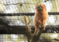 Micos-leões-dourados ganham recinto no Zoológico de Guarulhos