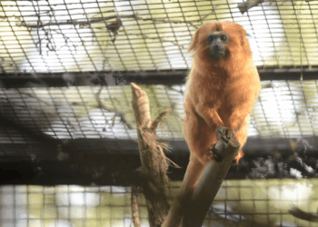 Micos-leões-dourados ganham recinto no Zoológico de Guarulhos