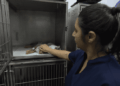 Ação de castração gratuita beneficia 145 gatinhos nesta quarta-feira