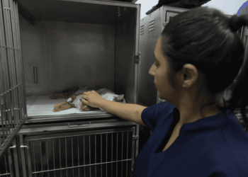 Ação de castração gratuita beneficia 145 gatinhos nesta quarta-feira