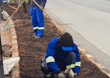Prefeitura inicia o plantio de nova vegetação em canteiro central da avenida Natália Zarif