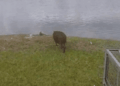 GCM resgata capivara em estacionamento de comércio no Jardim Santa Francisca