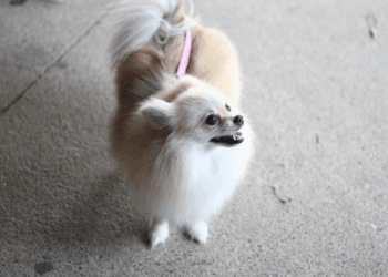 Prefeitura abre inscrições para protetores individuais de animais