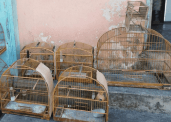 GCM resgata quatro aves silvestres em cativeiro ilegal e um sagui em situação de risco
