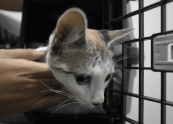 Protetores de animais têm até segunda-feira para se inscrever no cadastro da Prefeitura