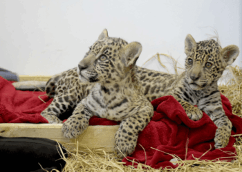 Zoológico de Guarulhos acolhe duas oncinhas e convida população para batizar filhotes
