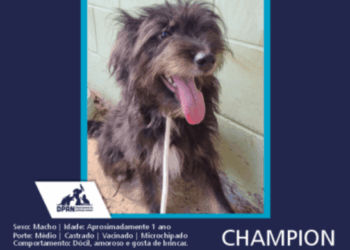 Prefeitura abre 385 vagas para castração gratuita de cães e gatos nesta sexta-feira