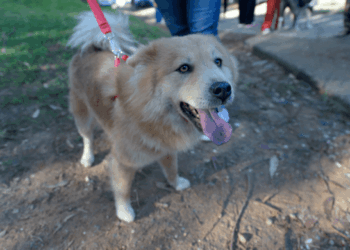 JUSTIÇA SUSPENDE OBRAS PARTICULARES EM PARQUES POR SUPOSTO ESQUEMA COM ESCRITÓRIO DA FAMÍLIA DO EX-SECRETÁRIO TREVISAN