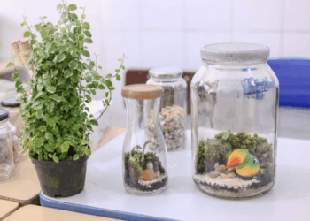 Três unidades da Casa da Mulher promovem oficinas de terrário para assistidas