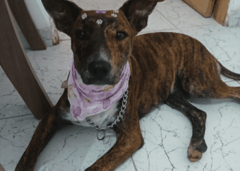 Virada Ambiental 2025 promove evento de adoção de cães e gatos no Bosque Maia