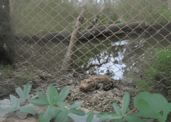 Atividades sobre o jacaré-de-papo-amarelo atraem 2.500 pessoas ao Zoológico de Guarulhos