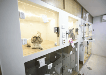 Clínica veterinária gratuita no Pimentas muda de endereço a menos de 200 metros do antigo local